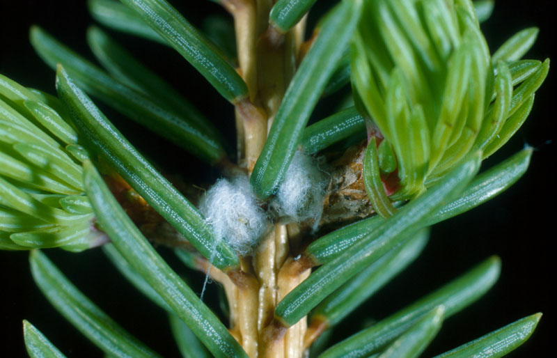 Adelges abietis (Linnaeus)