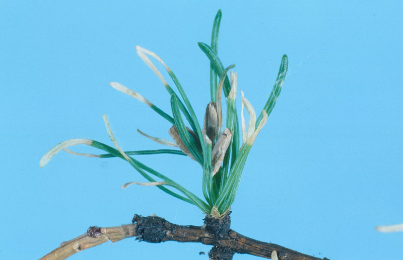 Coleophora laricella (Hubner)