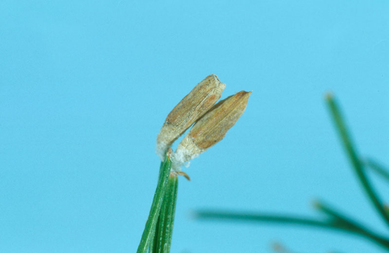 Coleophora laricella (Hubner)