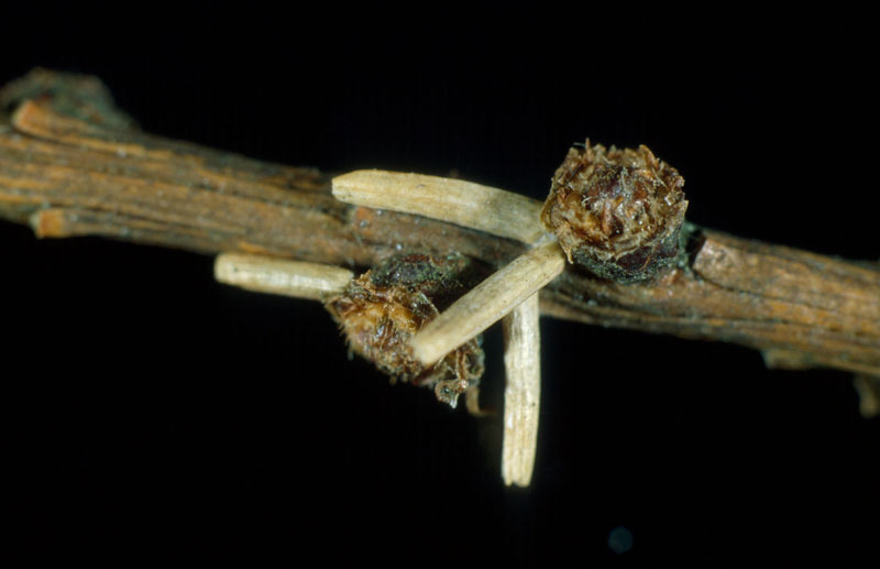 Coleophora laricella (Hubner)