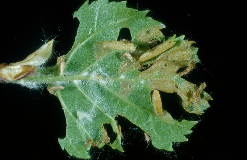 Coleophora serratella (Linnaeus)