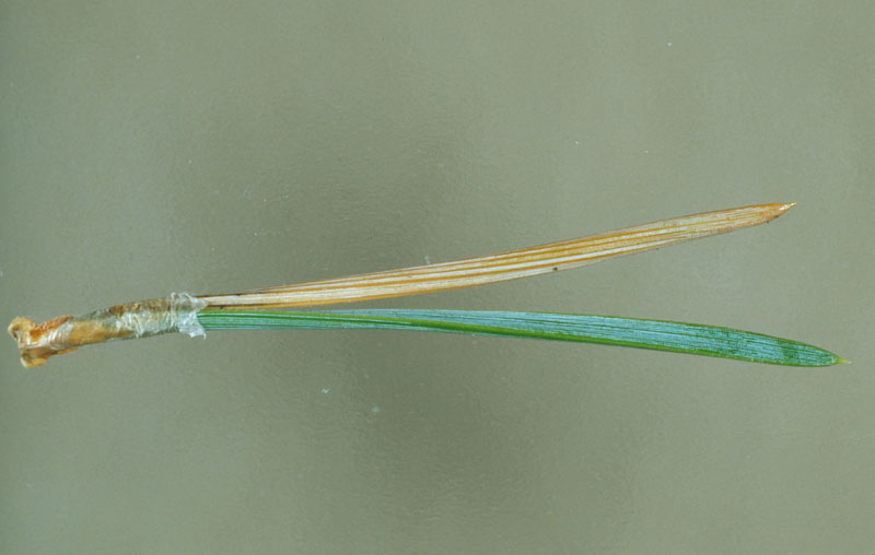 Contarinia baeri (Prell)