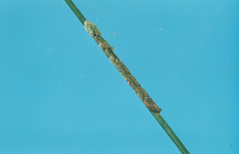 Diprion similis (Hartig)
