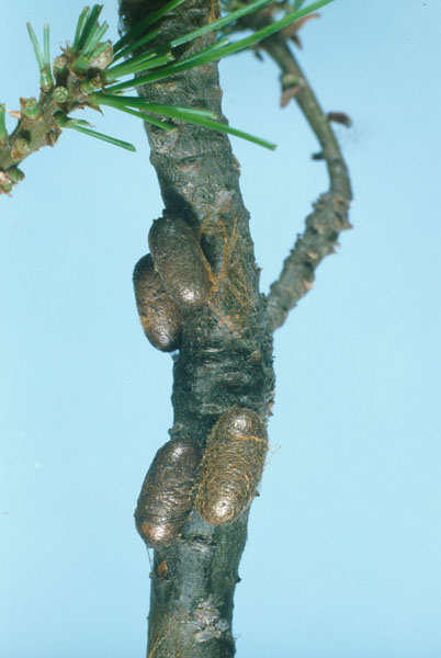 Diprion similis (Hartig)