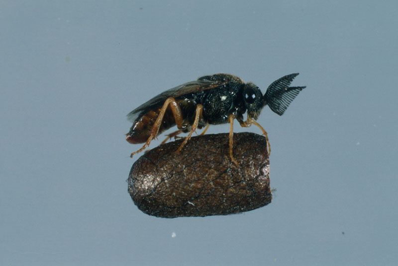 Diprion similis (Hartig)