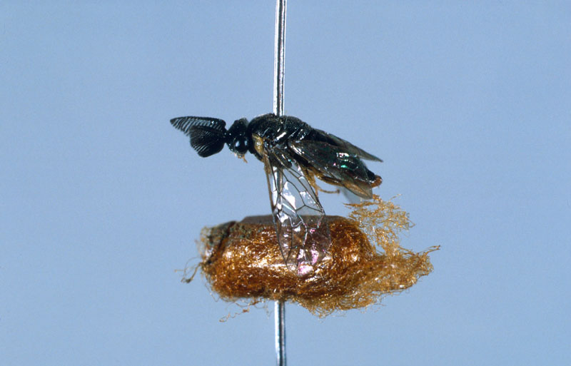 Gilpinia hercyniae (Hartig)