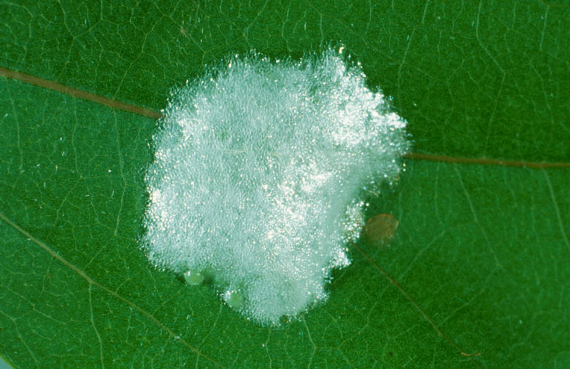 Leucoma salicis (L.)