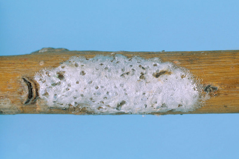 Leucoma salicis (L.)