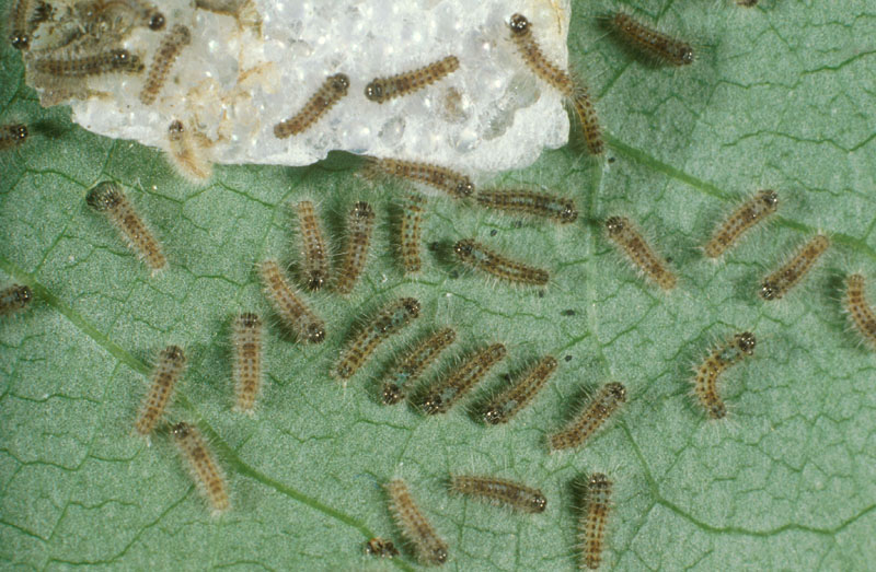 Leucoma salicis (L.)