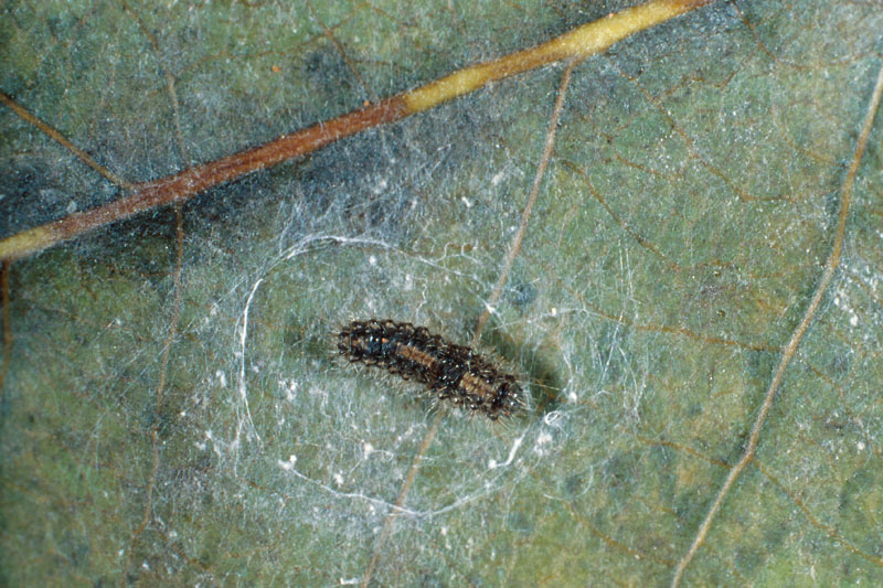 Leucoma salicis (L.)