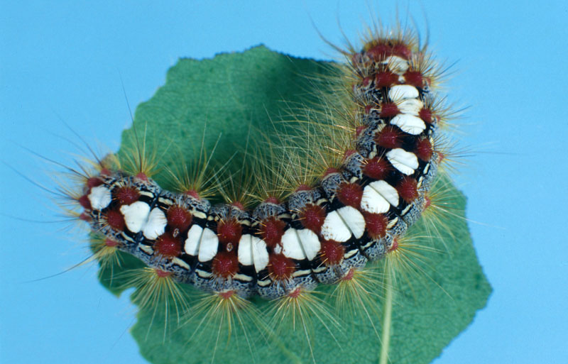 Leucoma salicis (L.)