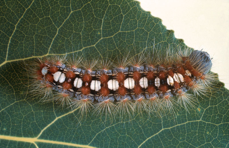 Leucoma salicis (L.)