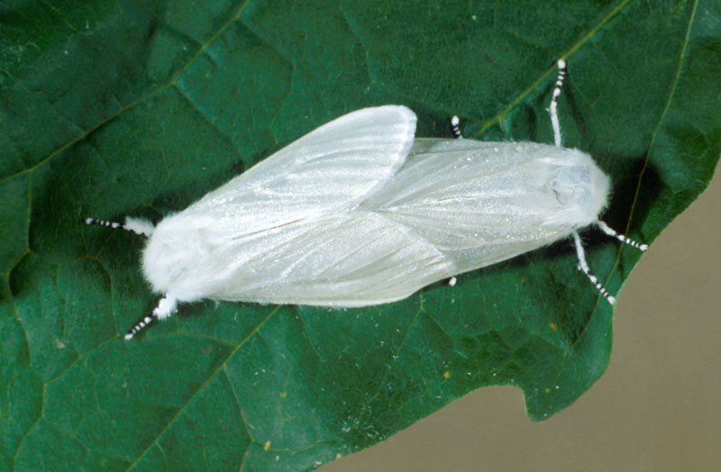 Leucoma salicis (L.)