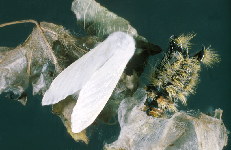 Leucoma salicis (L.)