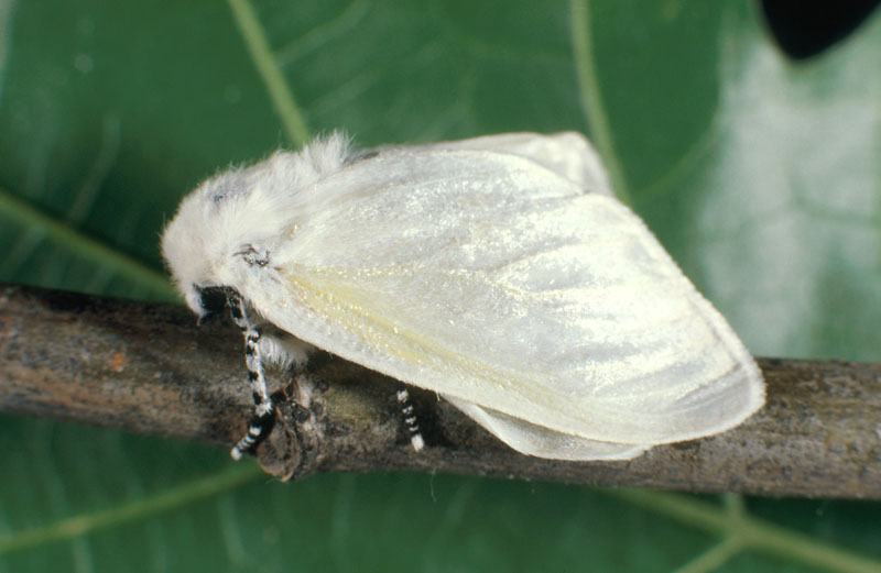 Leucoma salicis (L.)