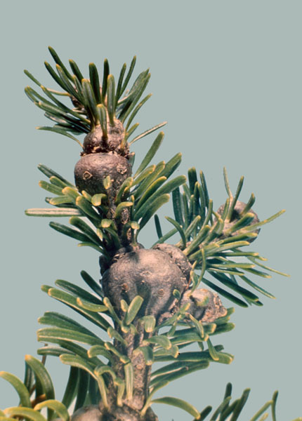 Adelges piceae (Ratzeburg)
