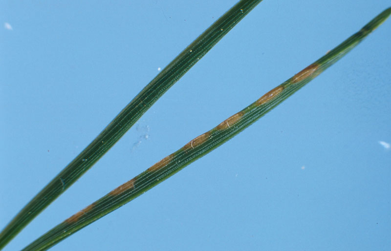 Neodiprion sertifer (Geoffroy)