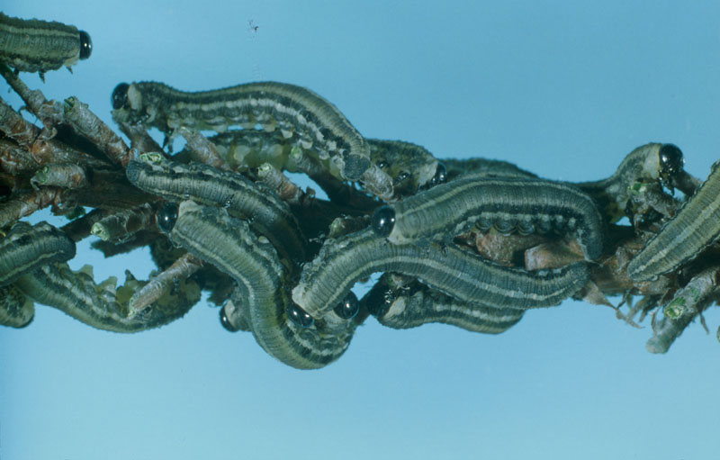 Neodiprion sertifer (Geoffroy)