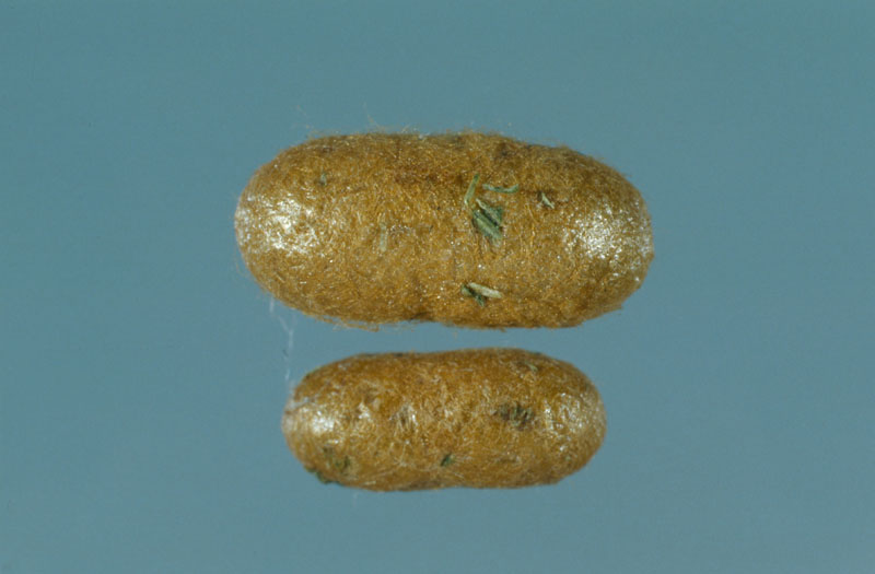 Neodiprion sertifer (Geoffroy)