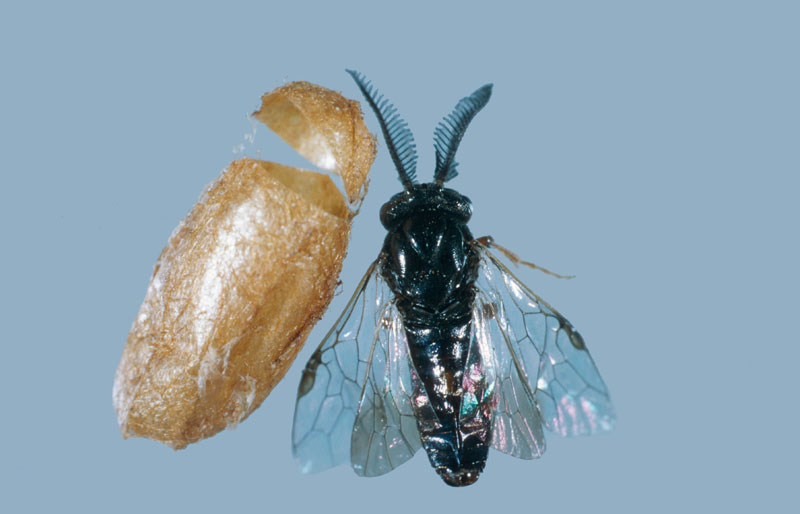 Neodiprion sertifer (Geoffroy)