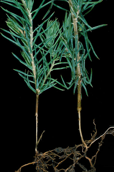 Otiorhynchus ovatus (L.)