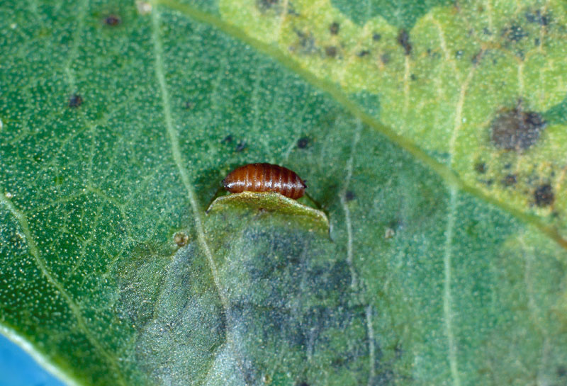 Paraphytomyza populicola (Walker)