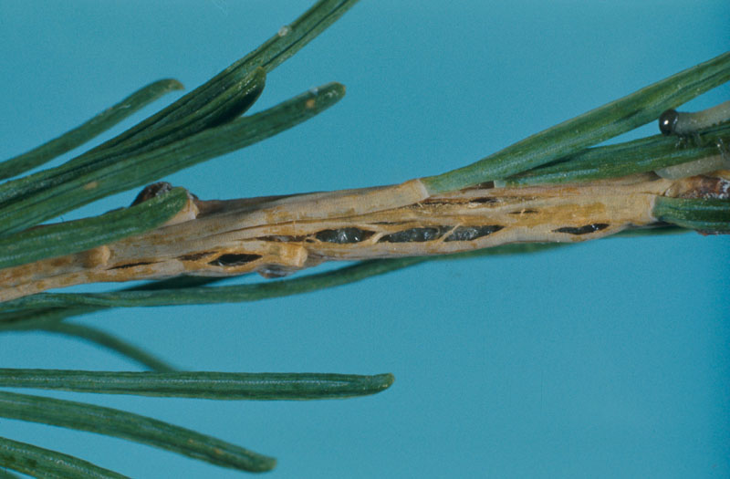 Pristiphora erichsonii (Hartig)