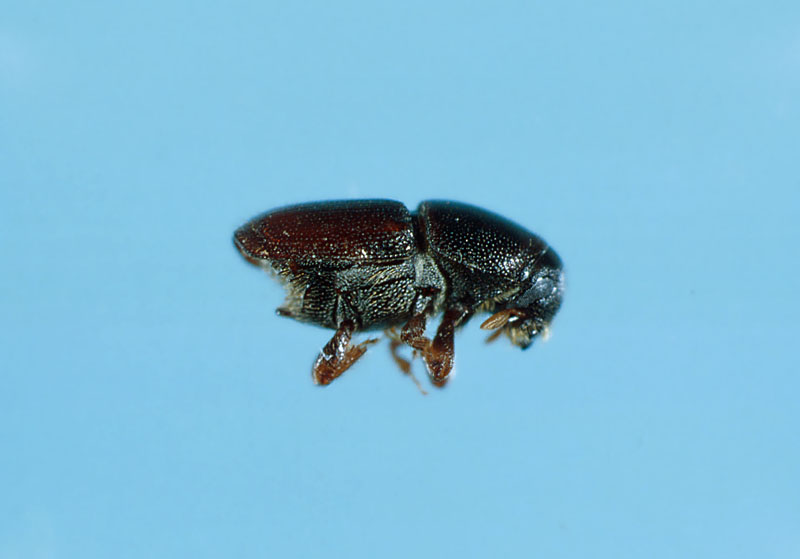 Scolytus multistriatus (Marsham)