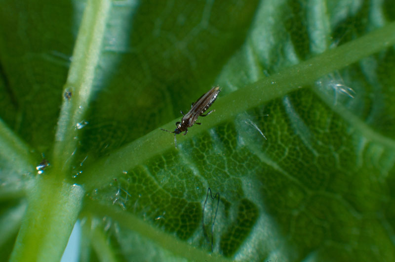 Taeniothrips inconsequens (Uzel)