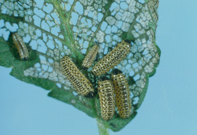 Xanthogaleruca luteola (Müller)