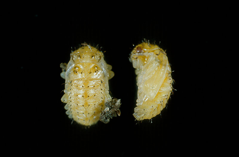 Xanthogaleruca luteola (Müller)