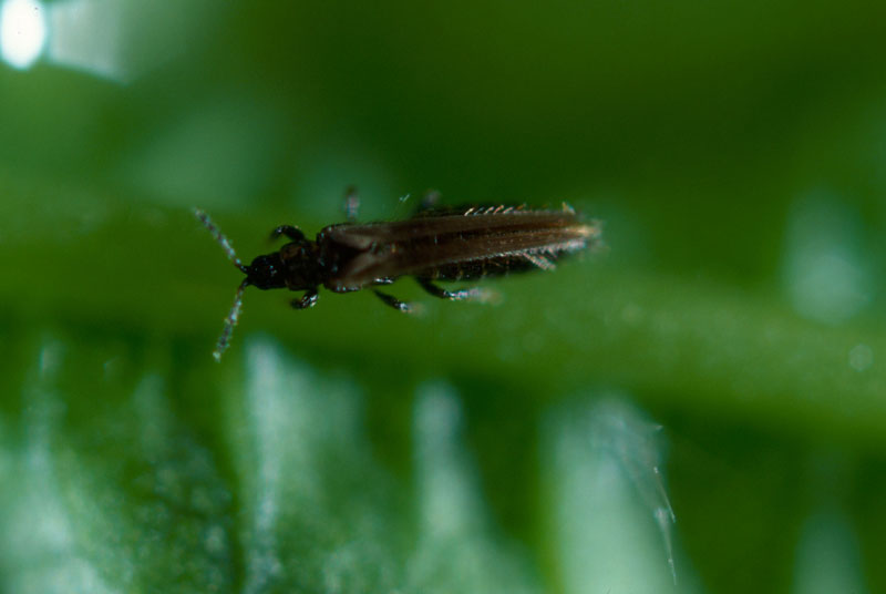 Taeniothrips inconsequens (Uzel)