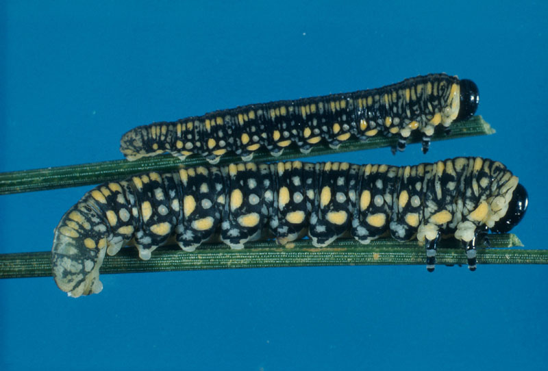 Diprion similis (Hartig)