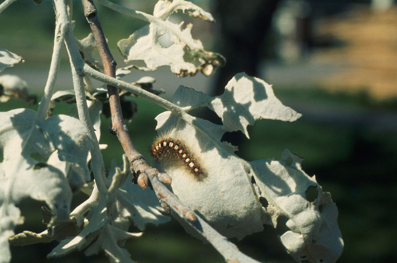Leucoma salicis (L.)