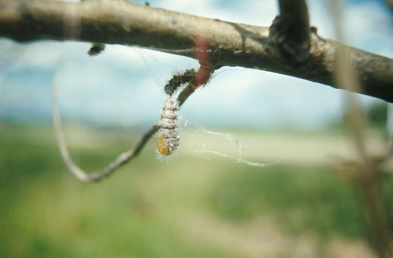 Leucoma salicis (L.)