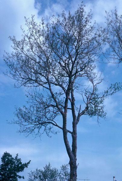 Leucoma salicis (L.)