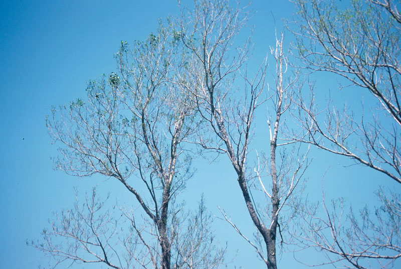 Leucoma salicis (L.)