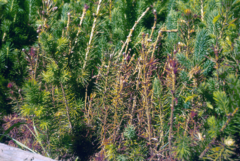 Otiorhynchus ovatus (L.)