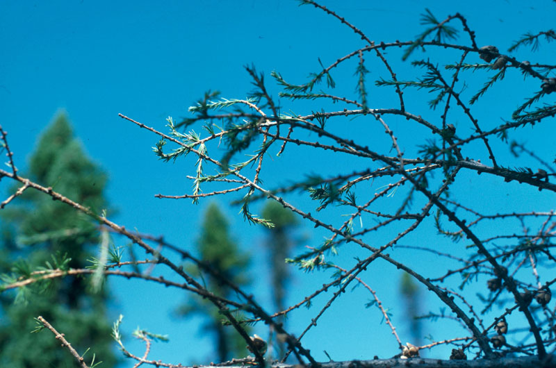 Pristiphora erichsonii (Hartig)