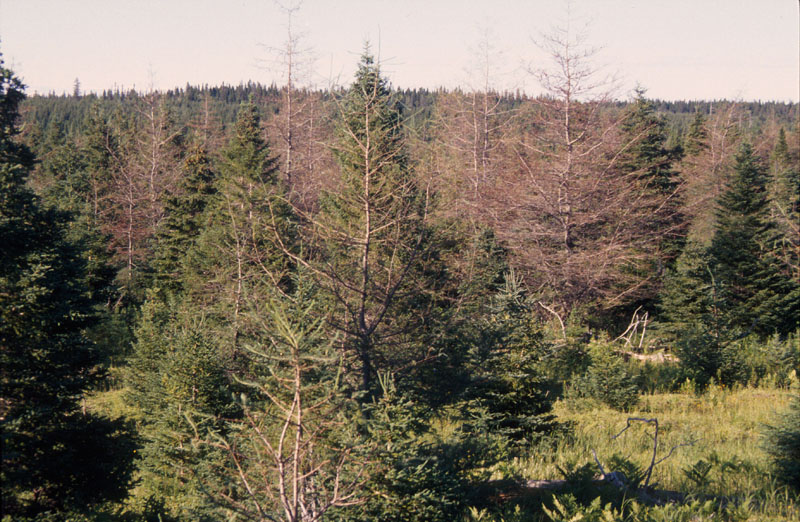 Pristiphora erichsonii (Hartig)