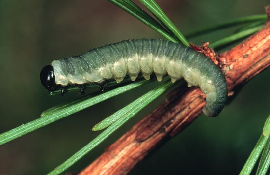 Pristiphora erichsonii (Hartig)