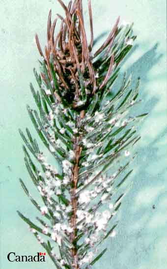 Adelges cooleyi (Gillette)