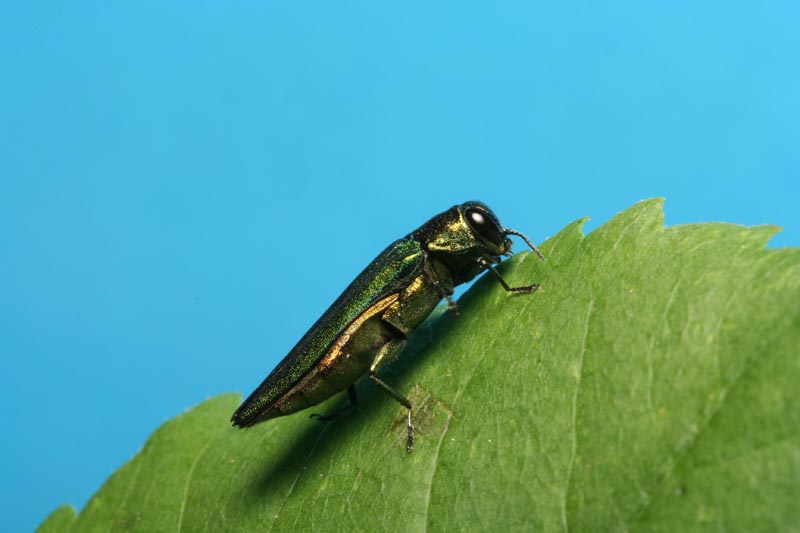 Agrilus planipennis Fairmaire