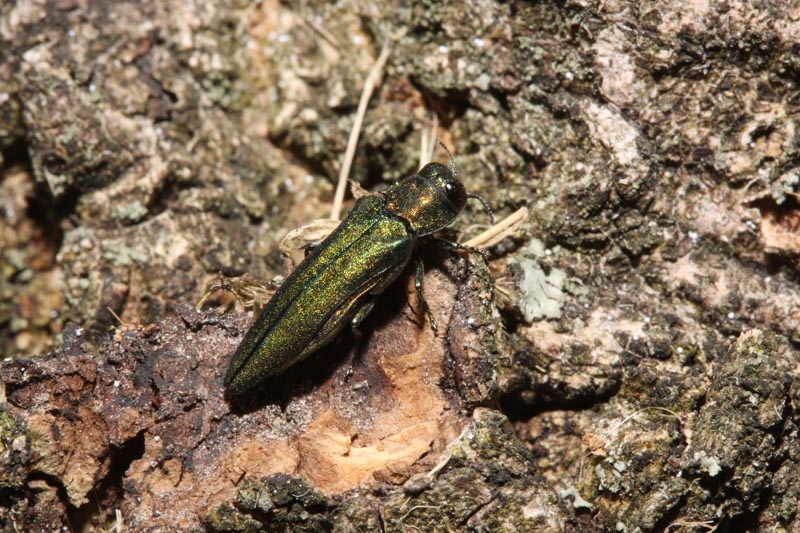Agrilus planipennis Fairmaire