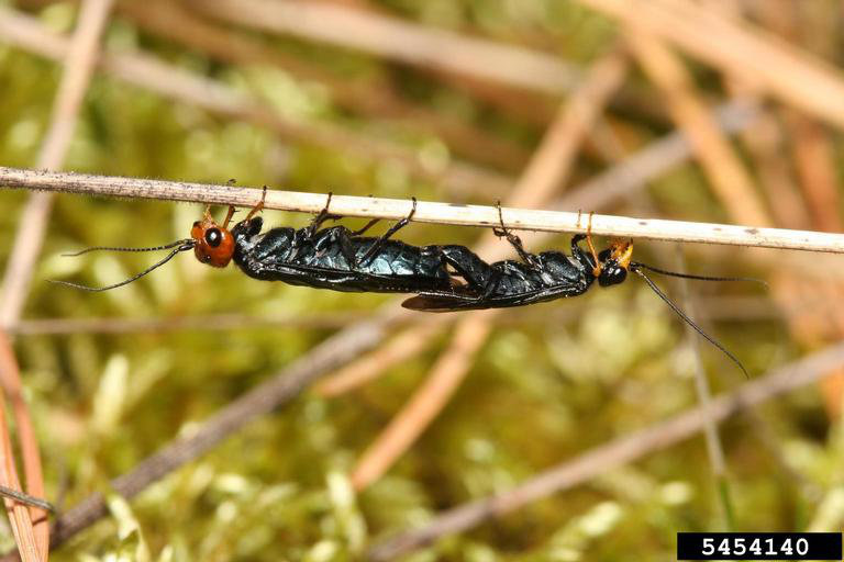 Acantholyda erythrocephala (L.)