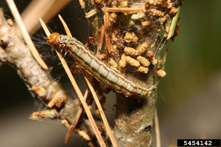 Acantholyda erythrocephala (L.)