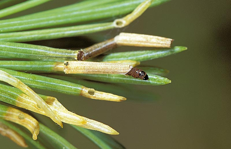 Coleophora laricella (Hubner)