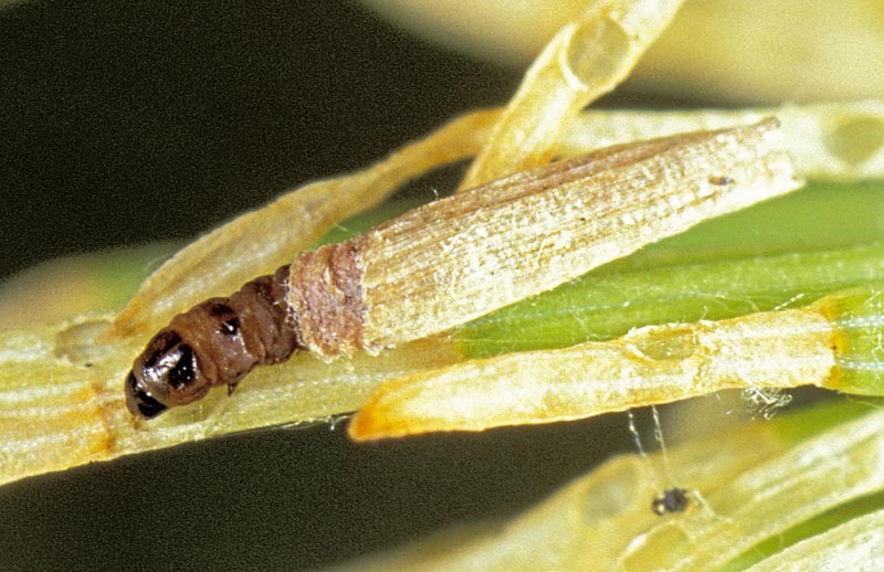 Coleophora laricella (Hubner)