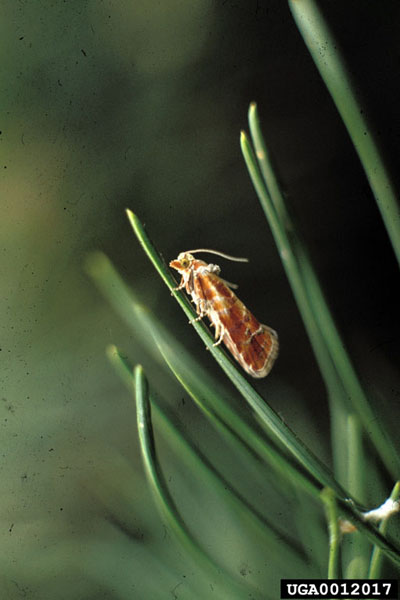 Rhyacionia buoliana (Denis and Schiffermuller)