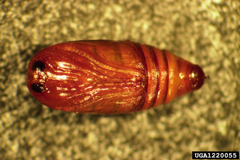 Operophtera brumata (L.)